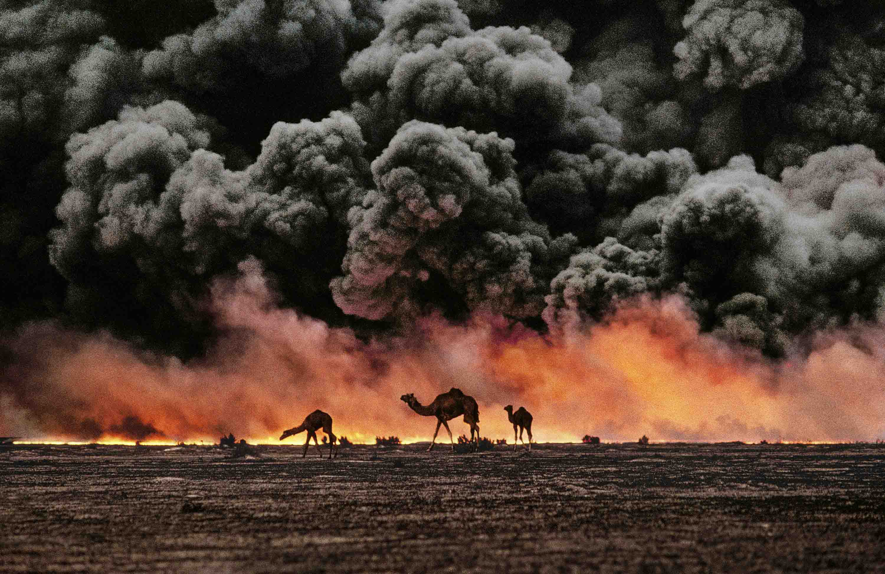 What stories are told by camels under a blackened sky? (Discover the tales and legends behind this iconic desert image)