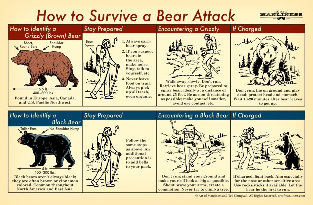 how to survive a bear attack fl easy safety steps you must know