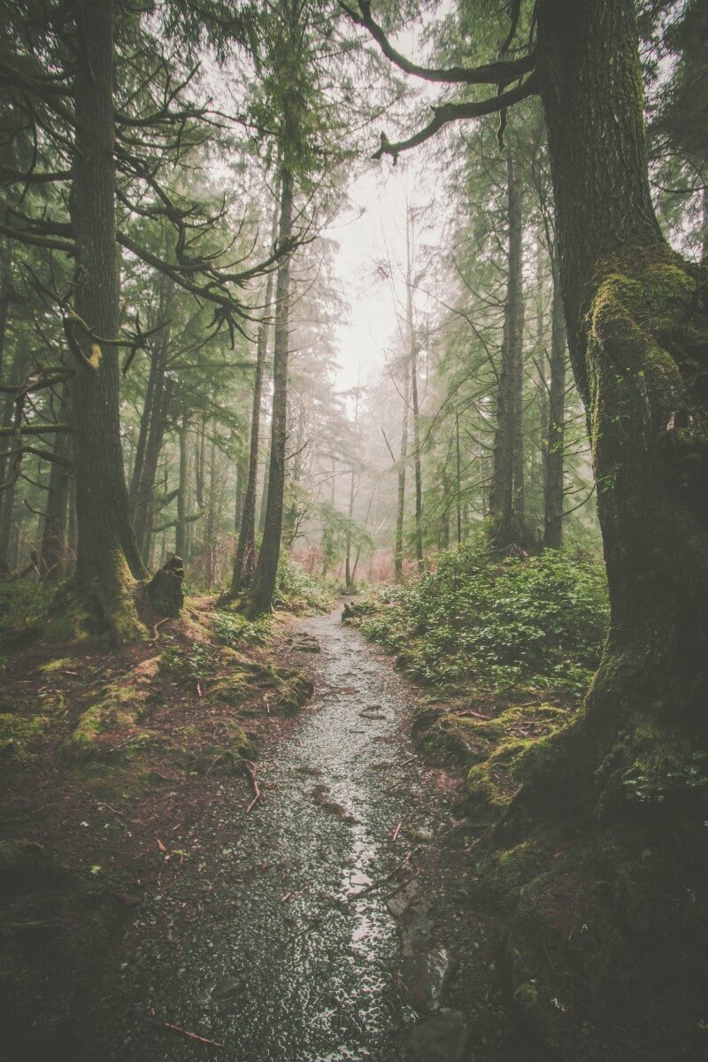Plan Your Trip to US States Most Tall Forests: Top Destinations Revealed