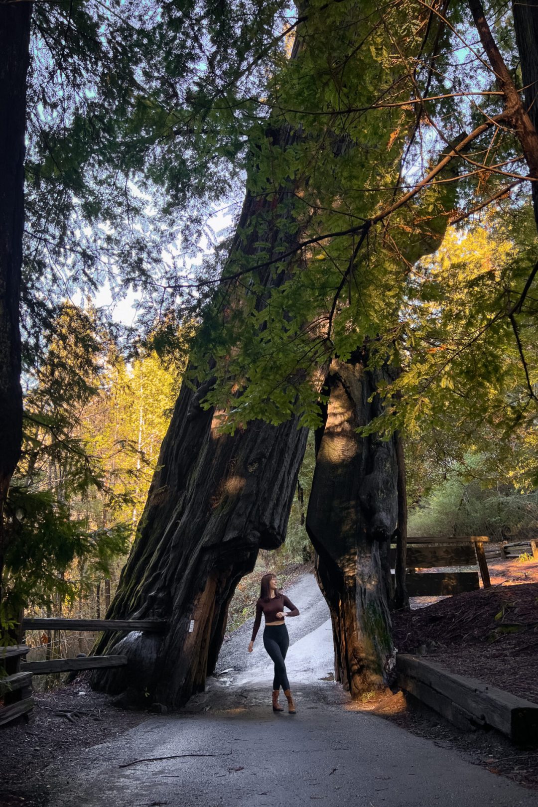 Plan Your Trip to US States Most Tall Forests: Top Destinations Revealed