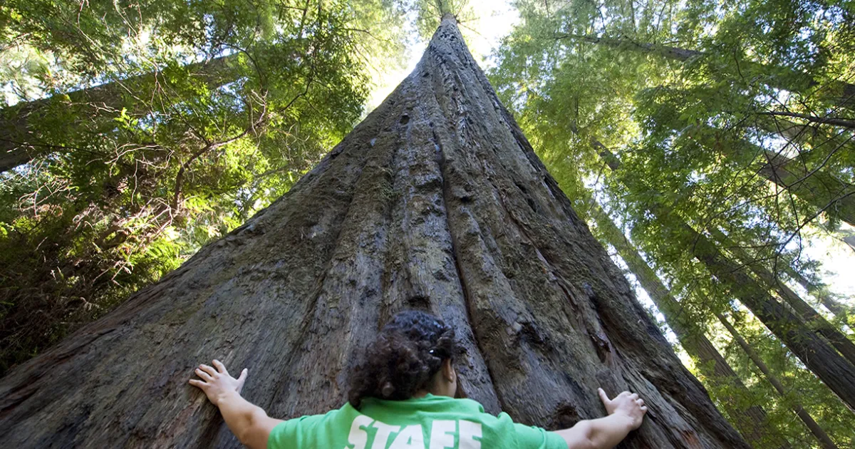 Where Are The Tallest Trees in The US? Find Them in These California Forests