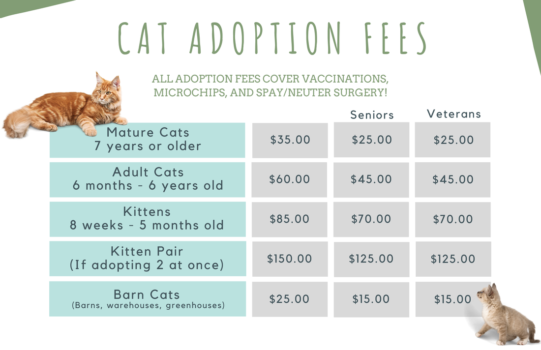 Kaleidoscope Cats Prices? Real Adoption Costs and Care Expenses Broken Down
